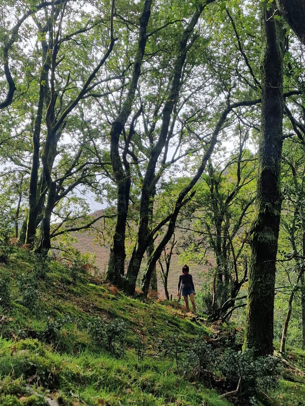 A trail in the mountains