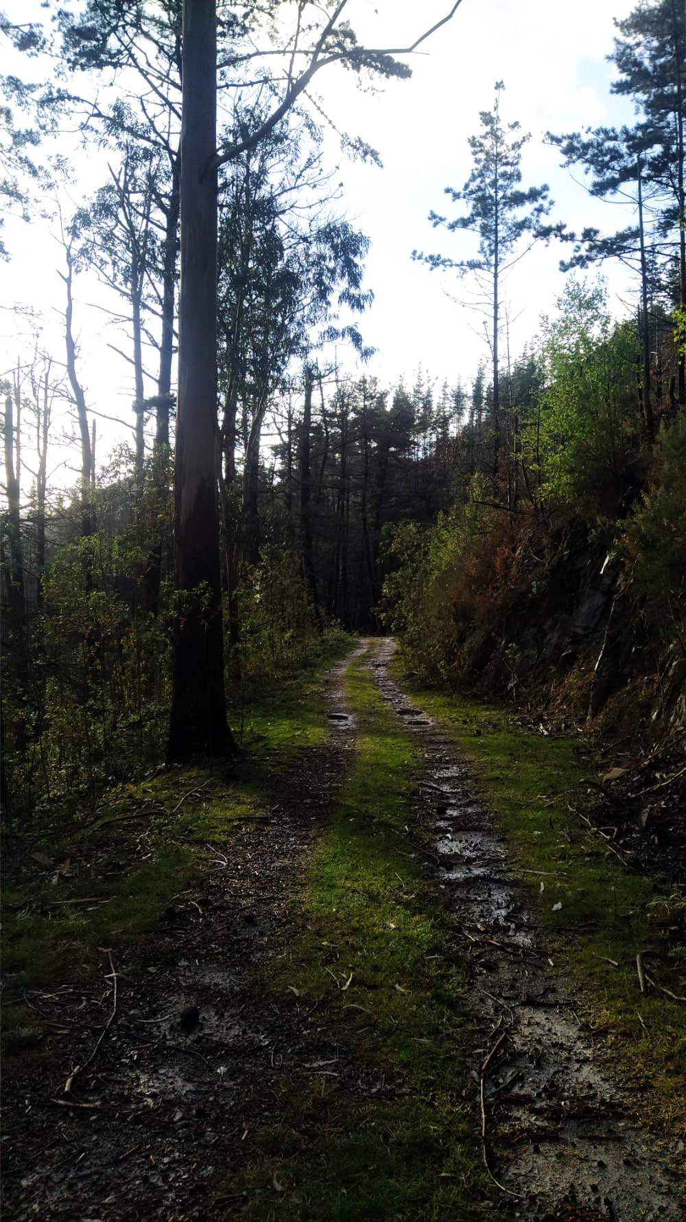 A trail in the mountains