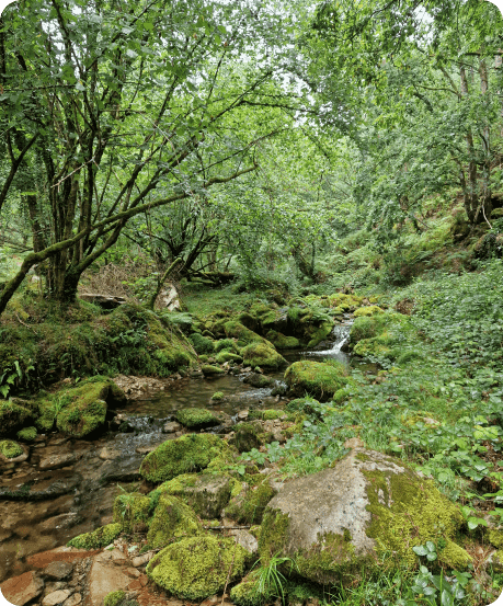 A river crossing a forest