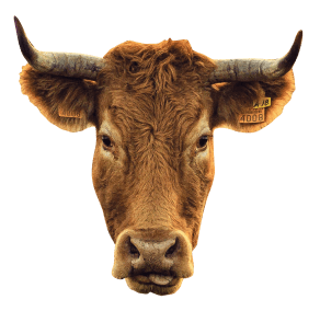 A head of a cow